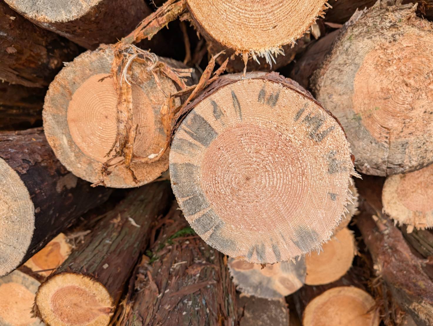 伐採していて！