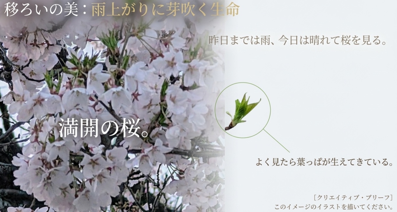 雨上がりの青空と満開の桜！